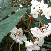 begonia juliana